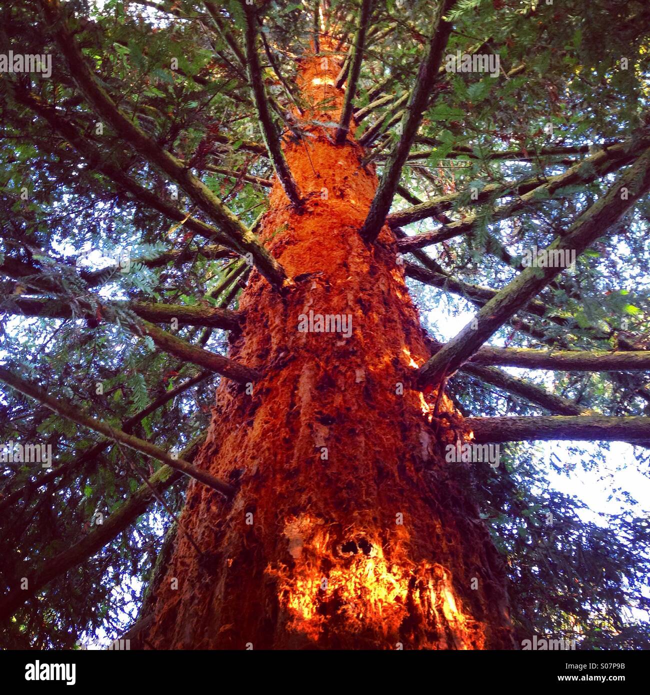 Redwoods Di California Immagine Stock. Immagine Di Pioggia - 3602865 - Foto 12