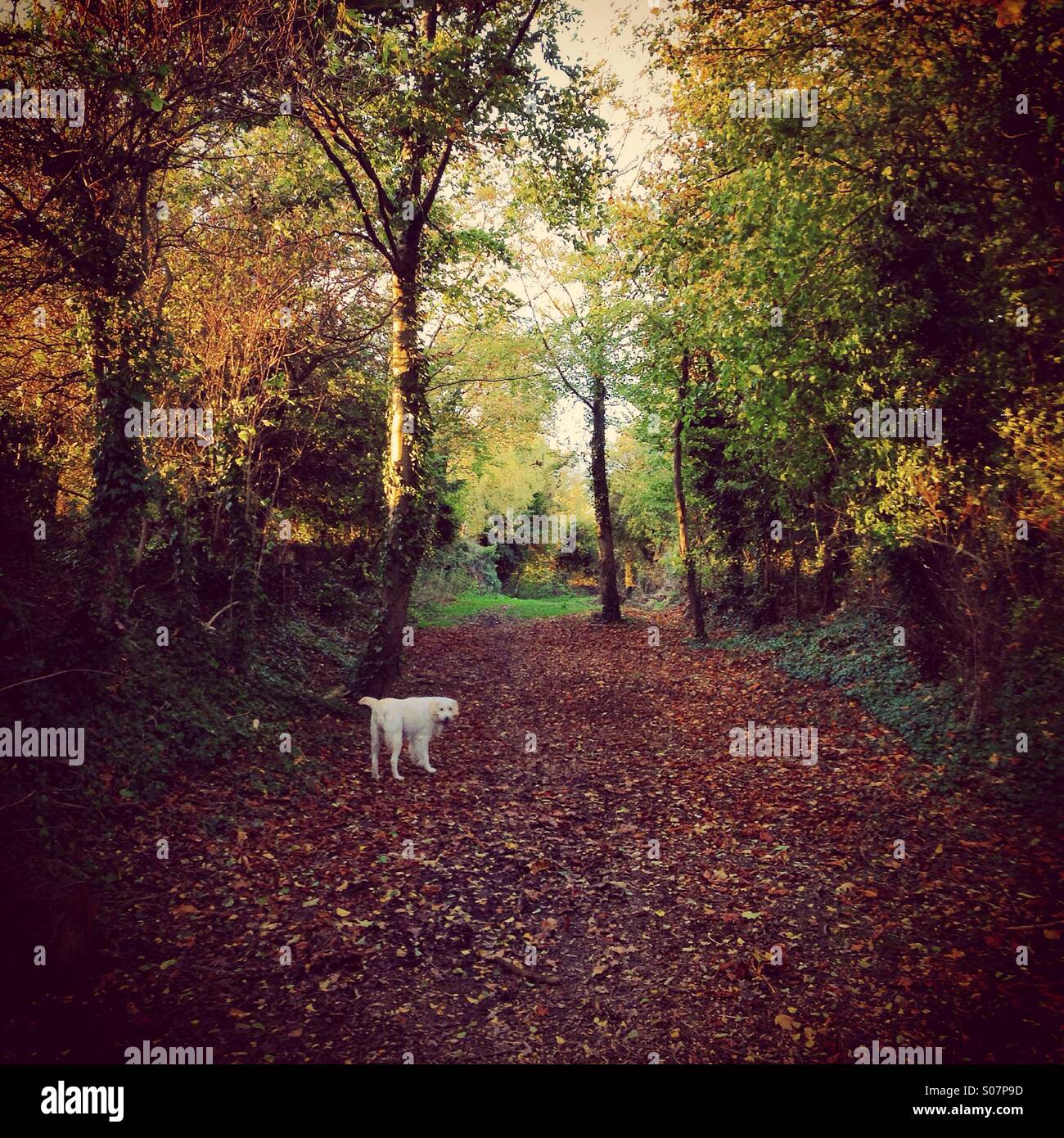 A piedi il golden retriever cane, autunno REGNO UNITO Inghilterra - Immagine stock catturata con smartphone