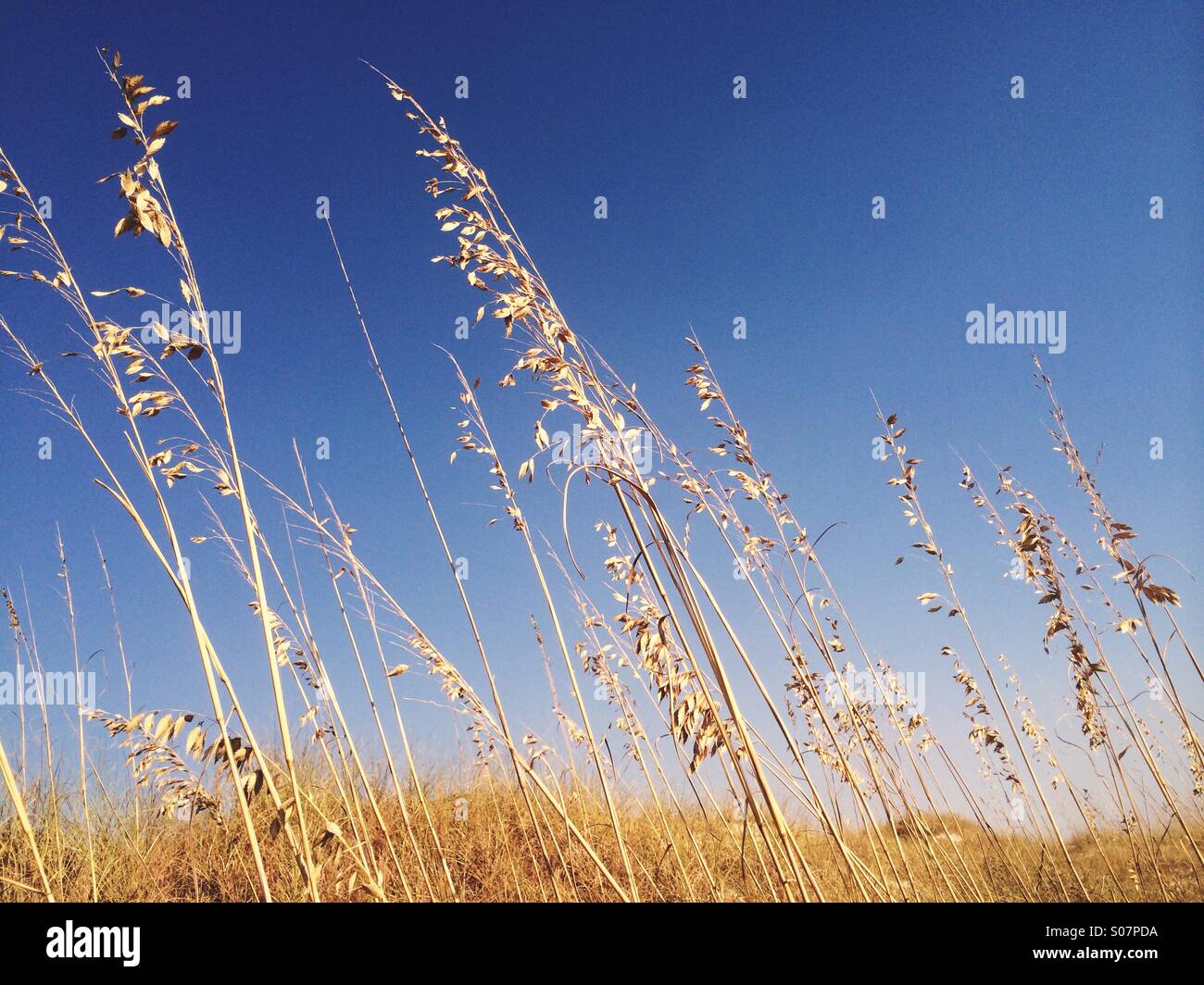 Mare di avena nel vento su di una duna di sabbia sulla costa del Golfo della Florida, Stati Uniti d'America. - Immagine stock catturata con smartphone