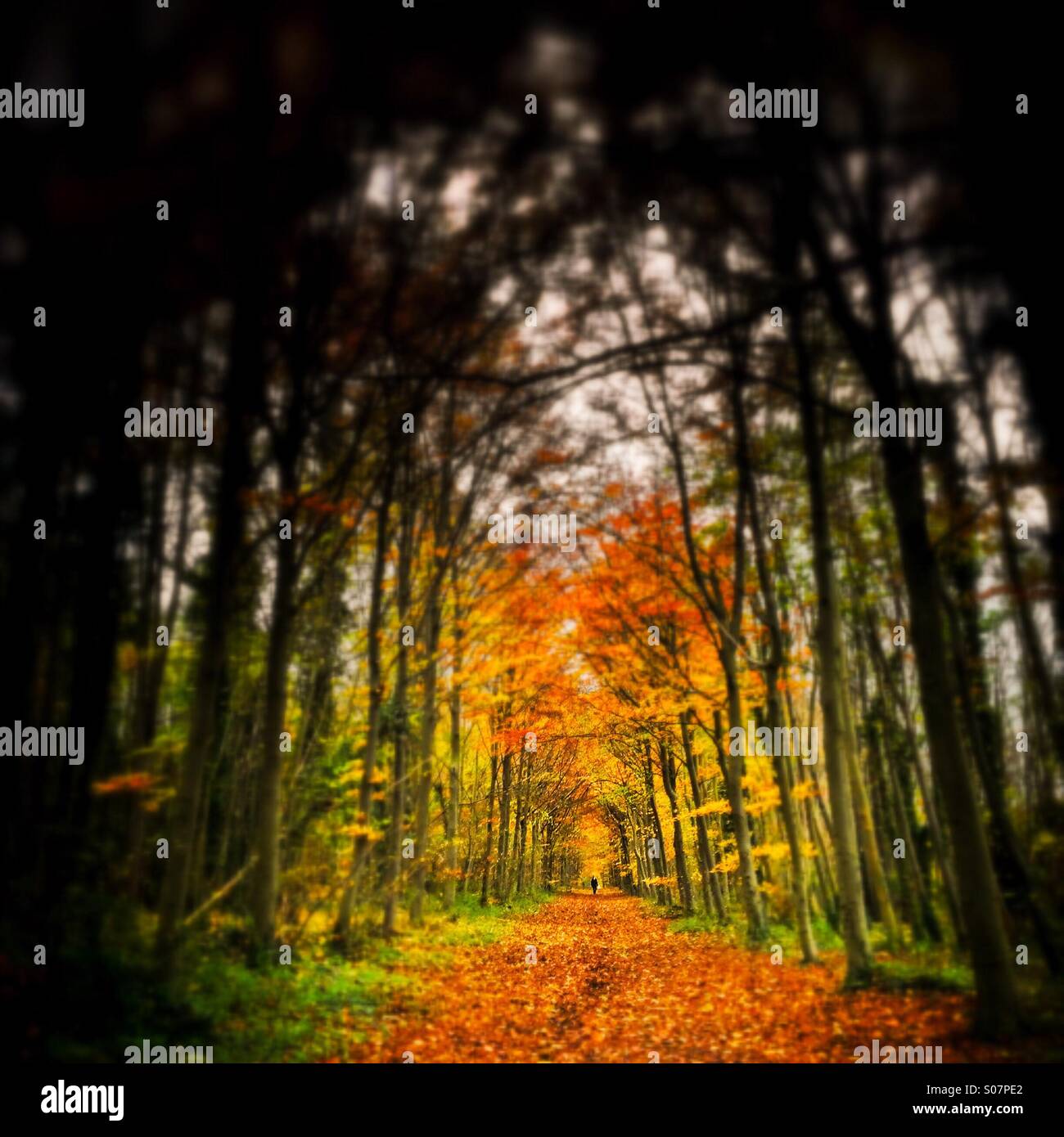 I colori autunnali sentiero sotto gli alberi ad arco, Wandlebury Country Park, Cambridge, Inghilterra - Immagine stock catturata con smartphone