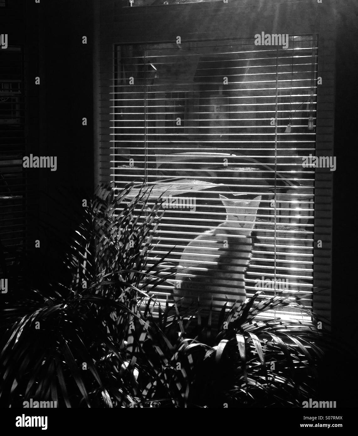 Immagine illuminata da dietro della finestra di ombre e di tenda a rullo Foto Stock