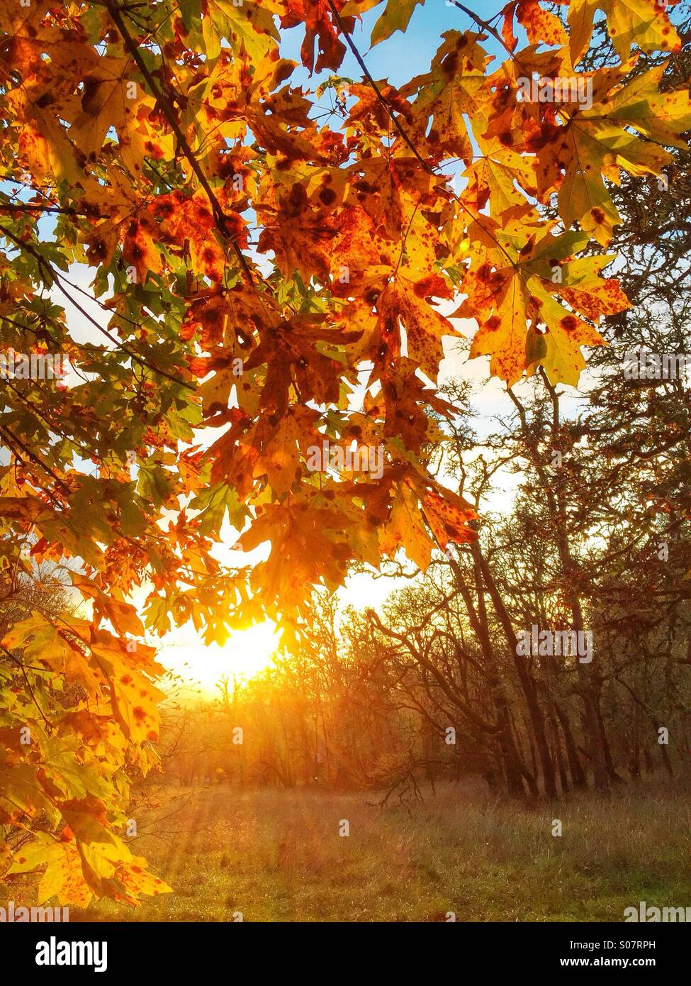 Autunno pomeriggio di sole e di alberi di acero a Mount Pisgah Arboretum. - Immagine stock catturata con smartphone