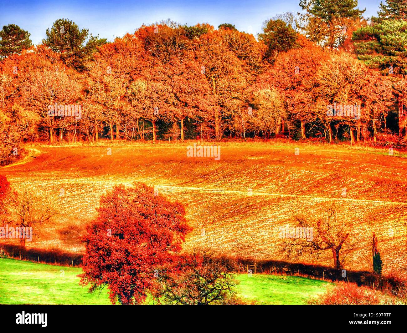 Campo Foto Stock