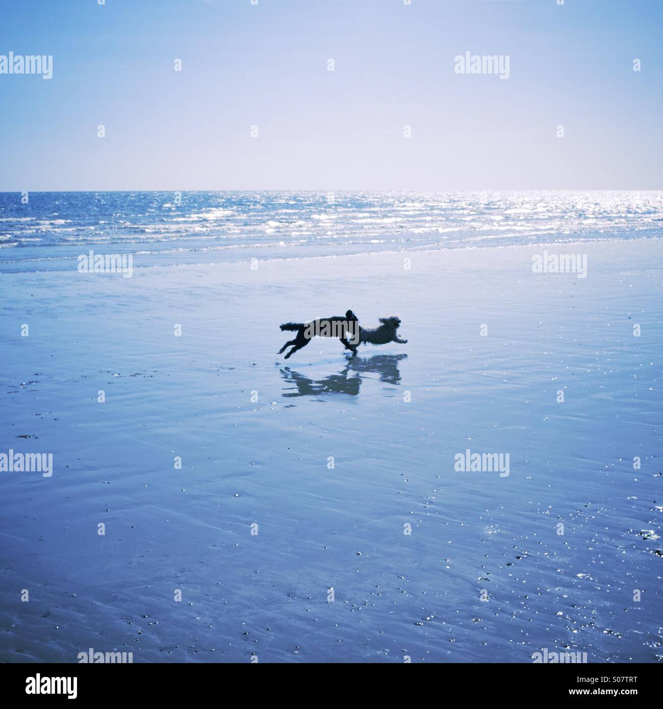 I cani che corre lungo la spiaggia - Immagine stock catturata con smartphone