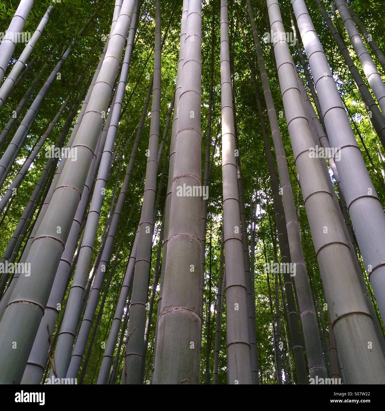 Foresta di Bamboo, Arashiyama district, Kyoto, Giappone Foto Stock