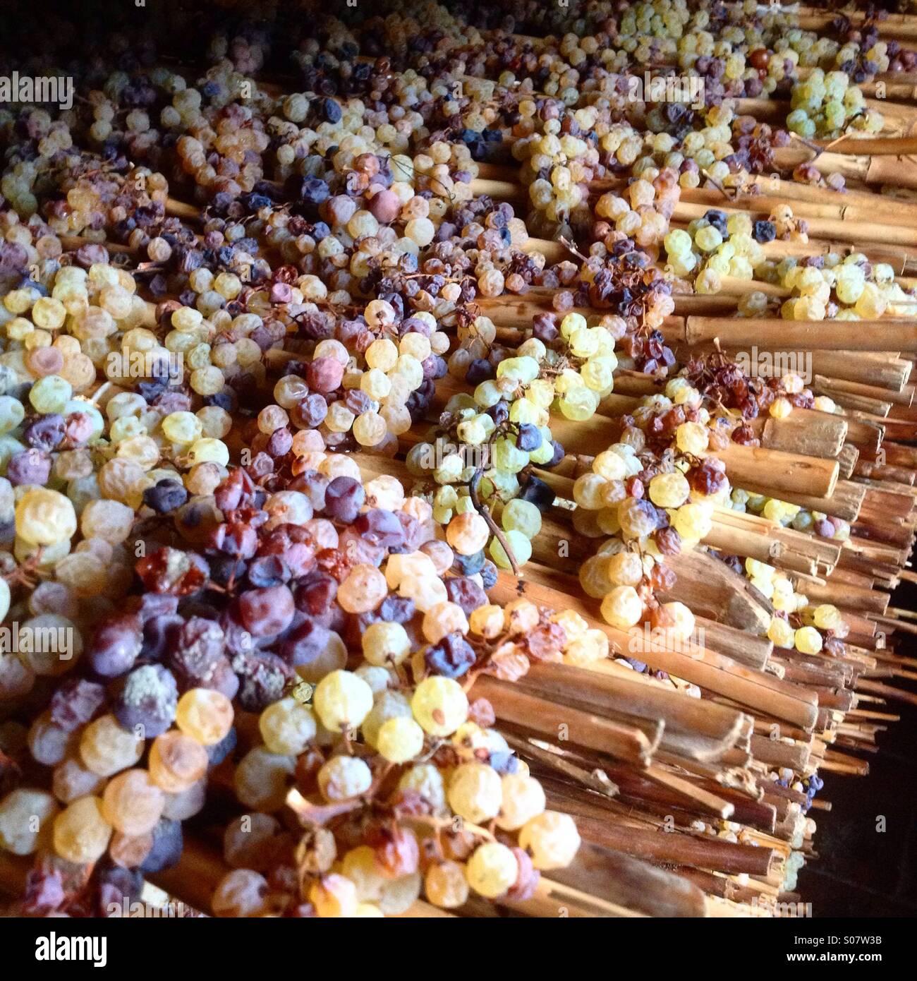Vin santo uve su rack di bambù asciugare per un periodo di sei mesi a Capezzana Immobiliari in Toscana. Foto Stock