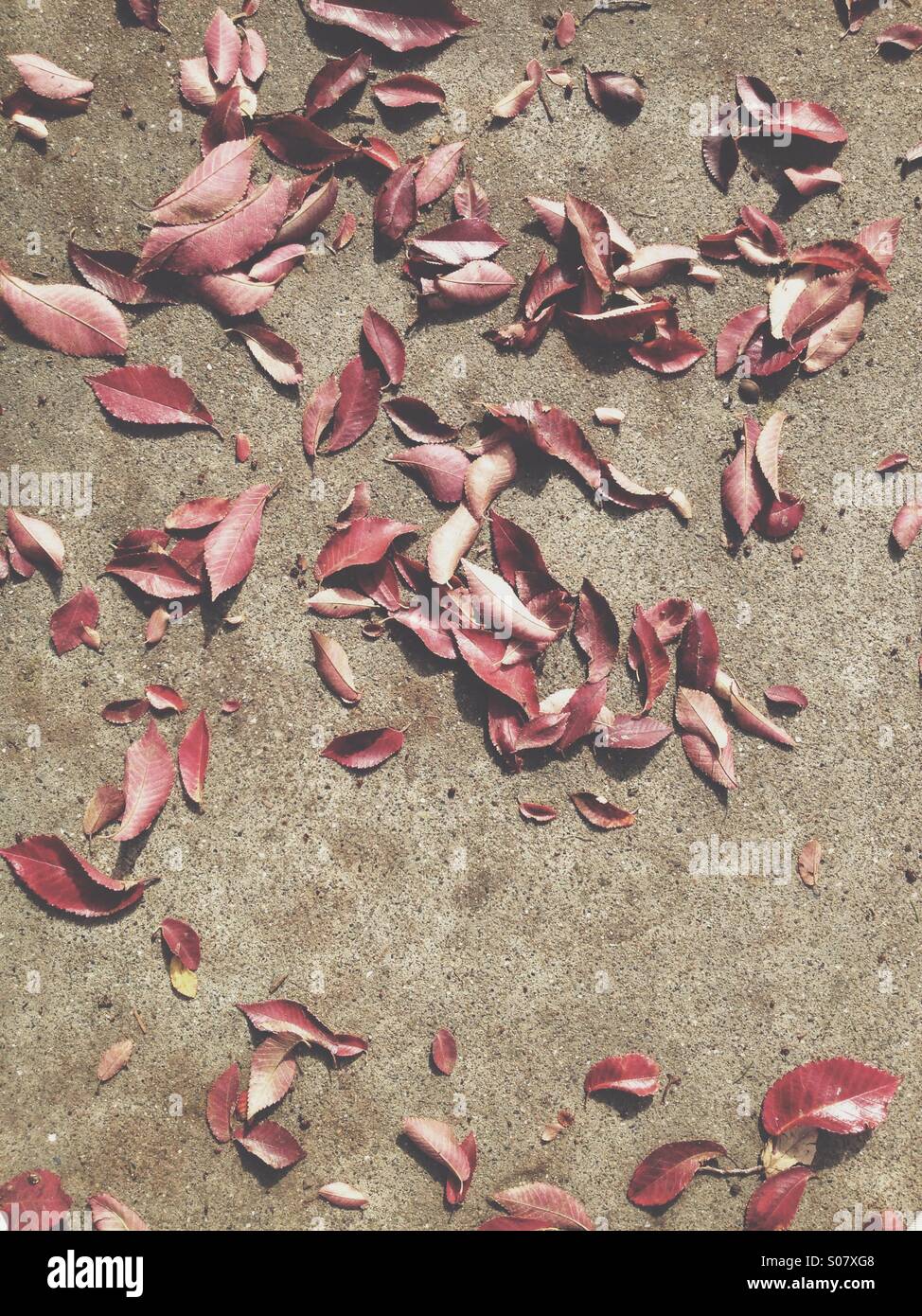 Autunno in città - Immagine stock catturata con smartphone