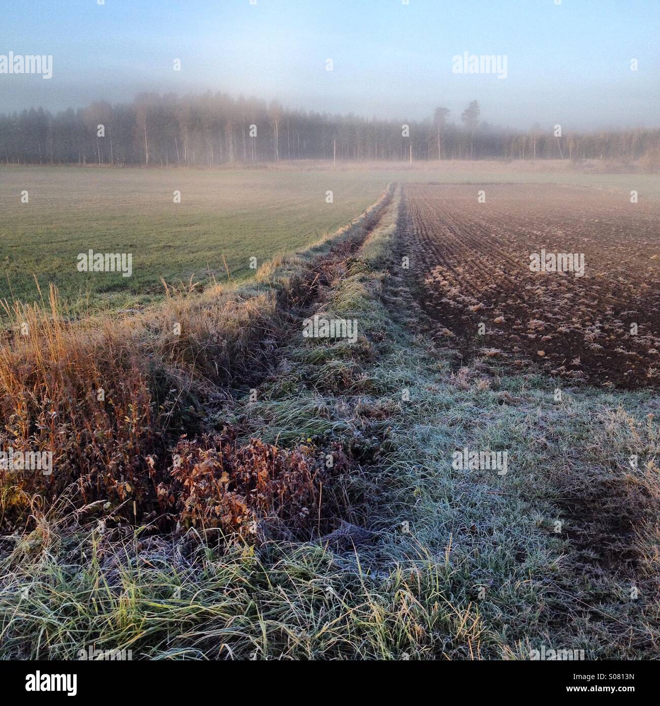 Frosty farmland in Scandinavia su un autunno freddo foschia mattutina Foto Stock
