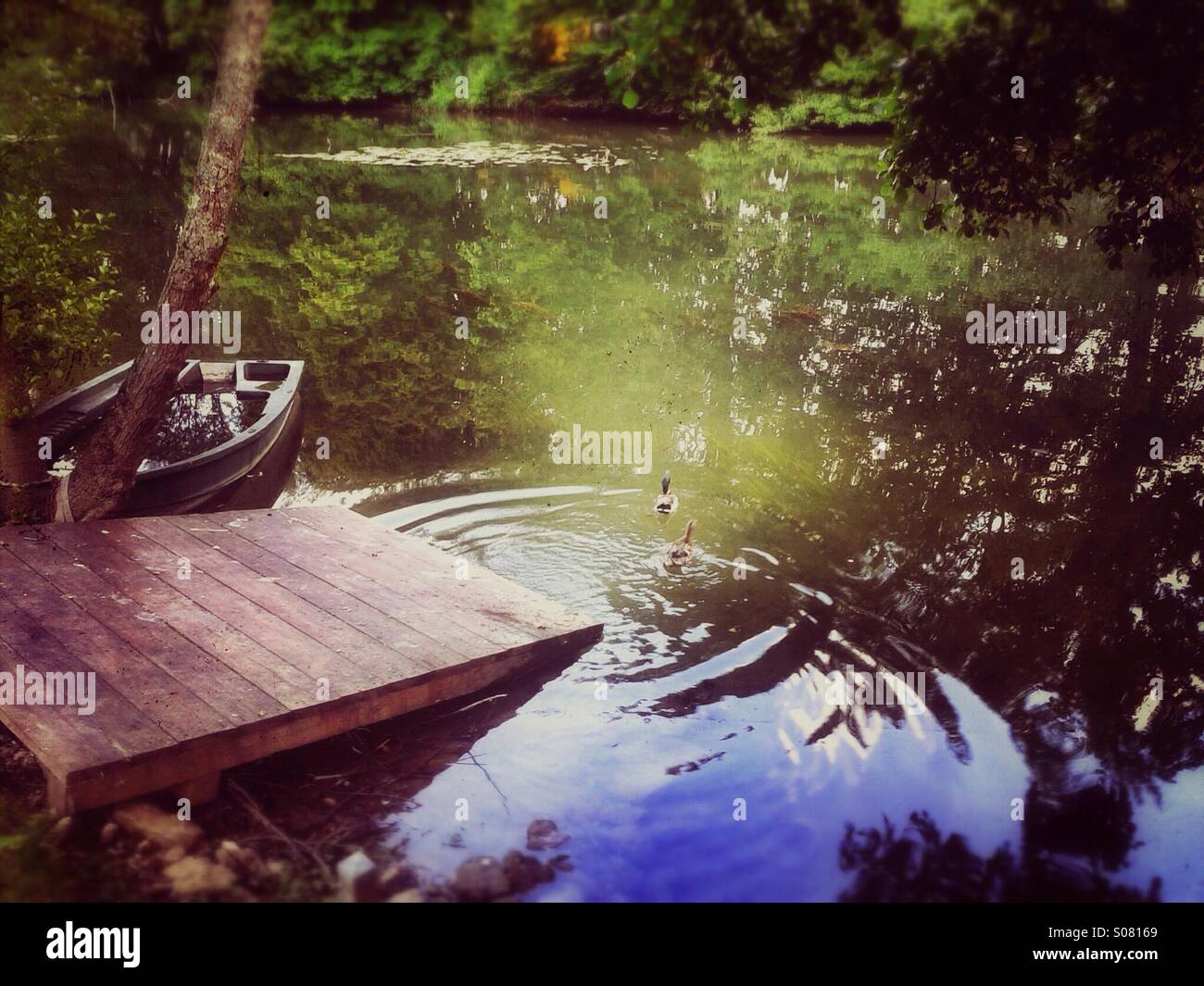 Stagno in Francia accanto alla Senna con il lago di germani reali - Immagine stock catturata con smartphone