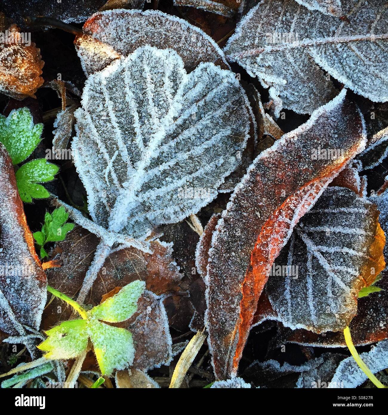 Un cuore congelato a forma tra foglia caduta foglie nel gelo in Scandinavia come autunno autunno si trasforma in inverno Foto Stock