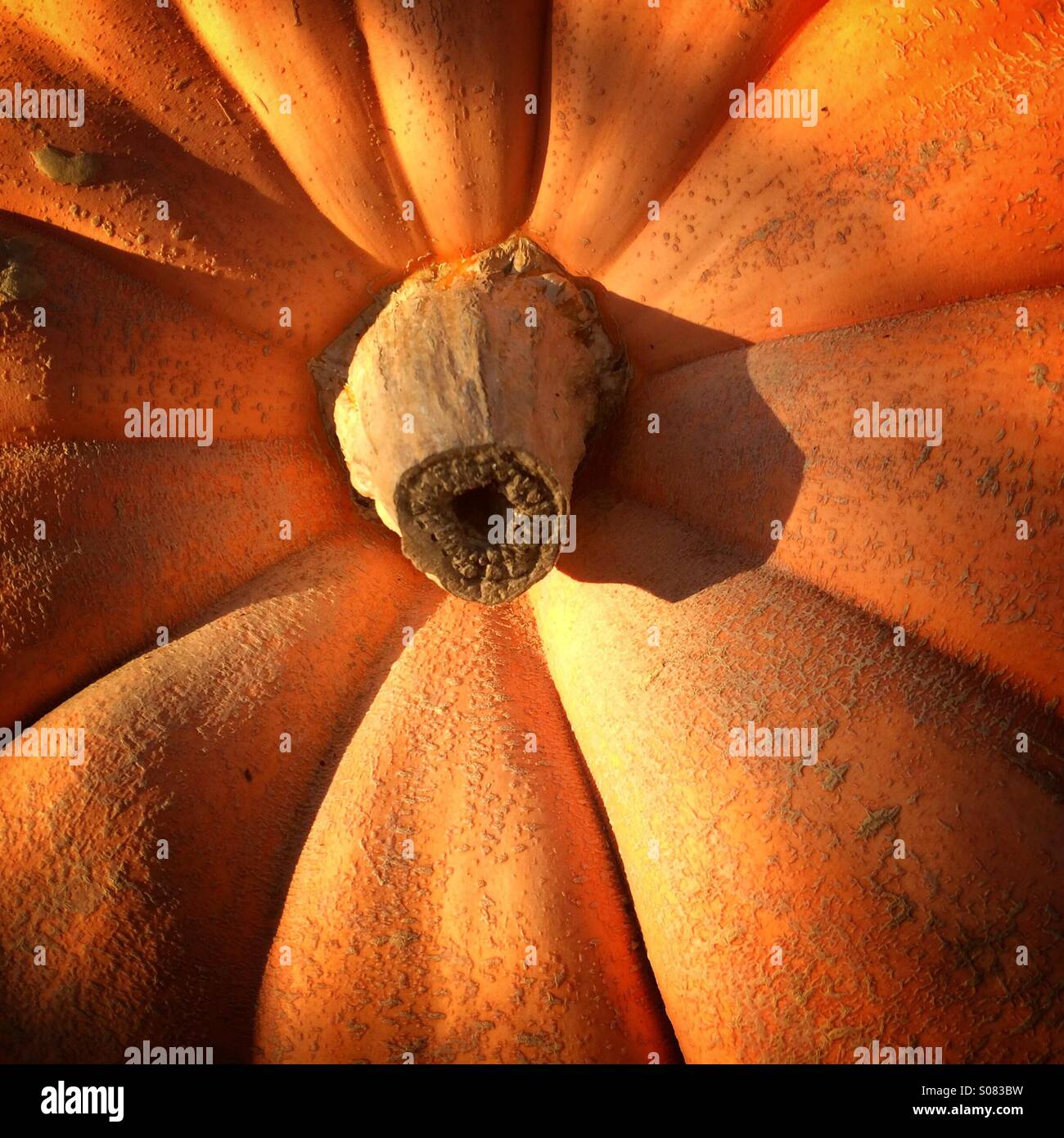 Atlantico zucca gigante mostrando arancione disegno astratto Foto Stock