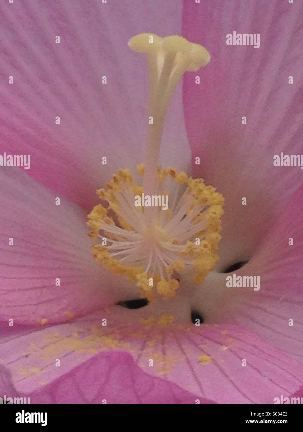 Fiore rosa stami, pistillo e polline su petali Foto Stock