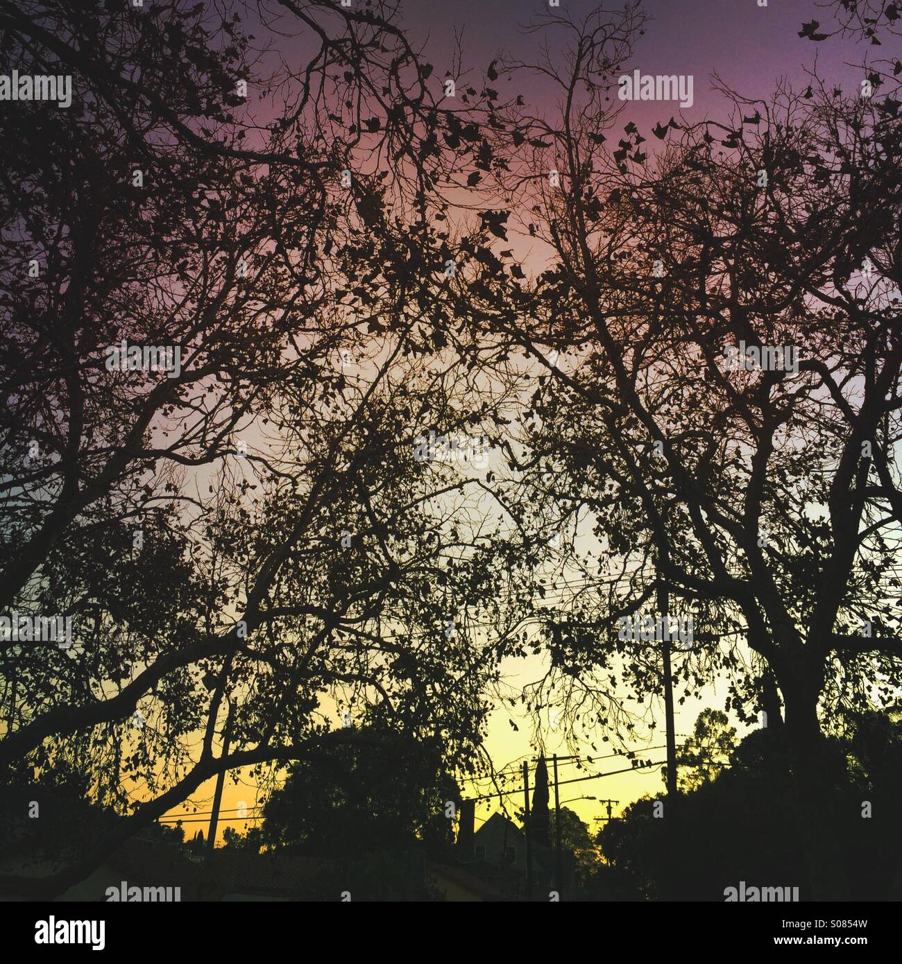 Colorato tramonto visto attraverso gli alberi - Immagine stock catturata con smartphone