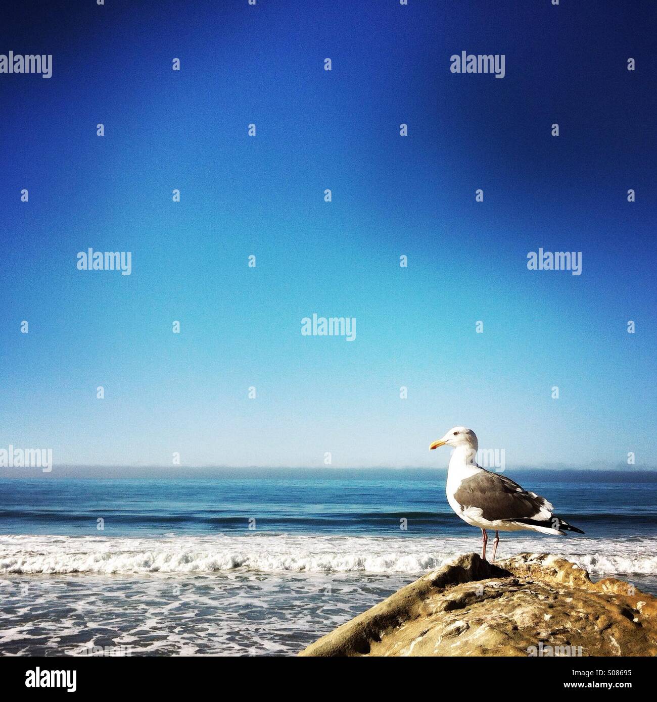 Seagull su una roccia. Ventura California USA. Foto Stock