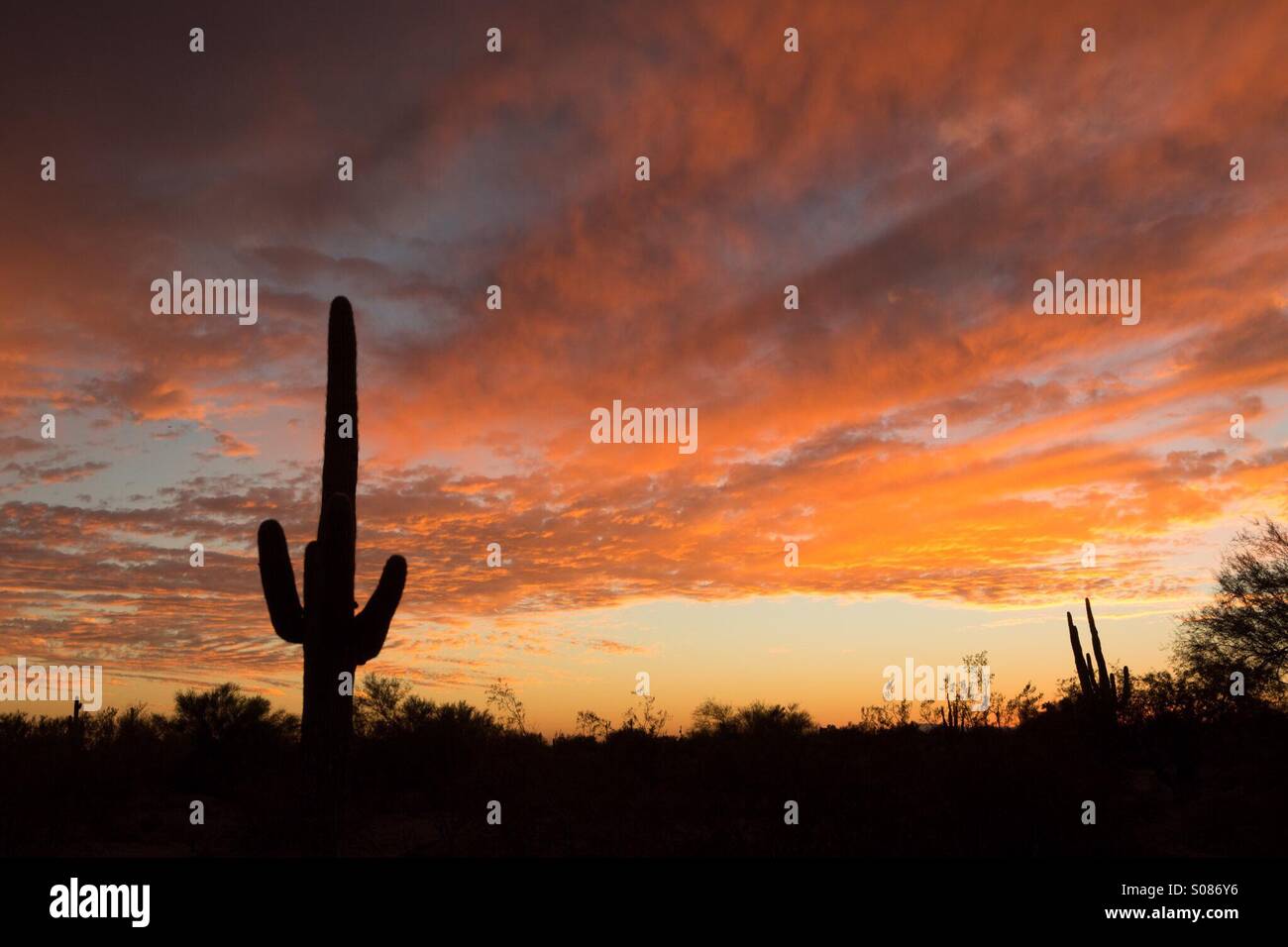 A sud-ovest del tramonto, con cactus Saguaro silhouette Foto Stock