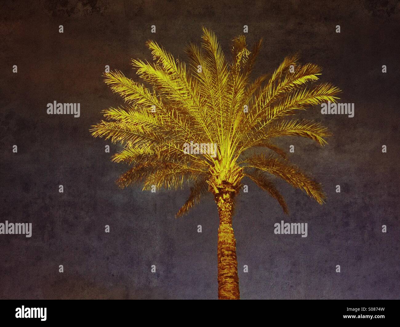 Palm tree di notte Foto Stock