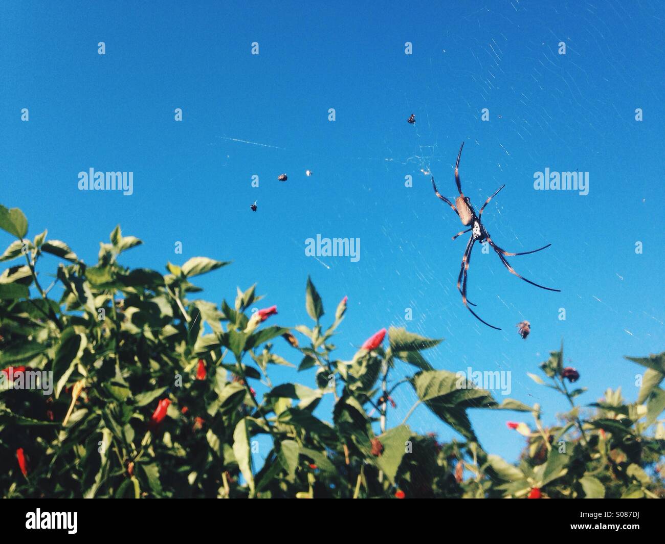 Golden Orb Weaver Australian Spider sul Web contro il cielo Foto Stock