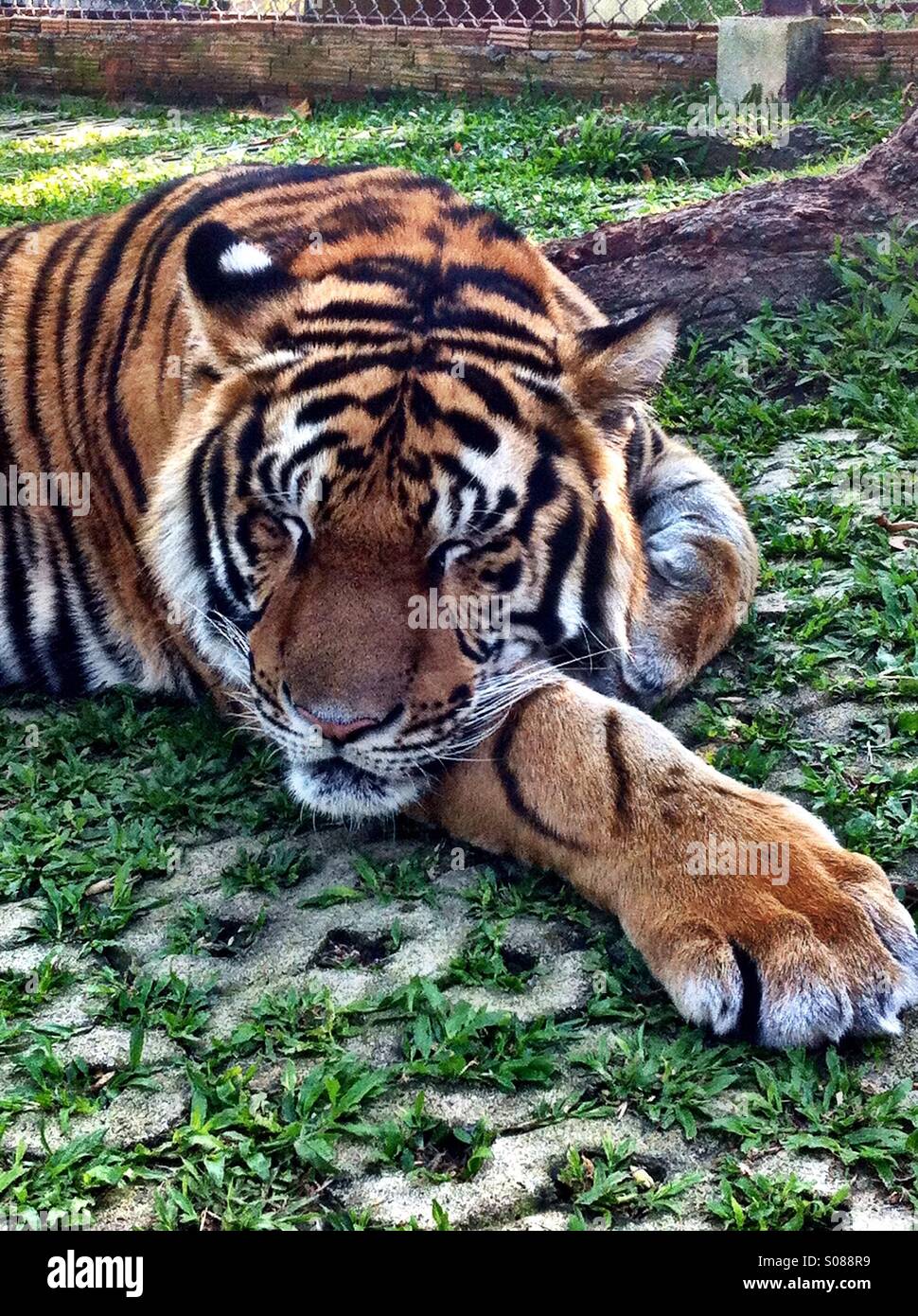 Sleeping tiger. Chiang Mai, Thailandia Foto Stock