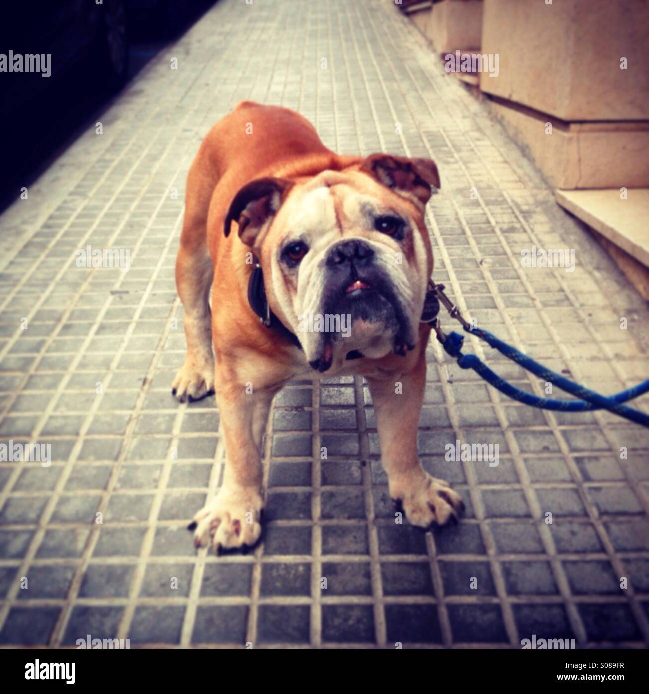Cane in posa di strada. Barcelona, Spagna Foto Stock