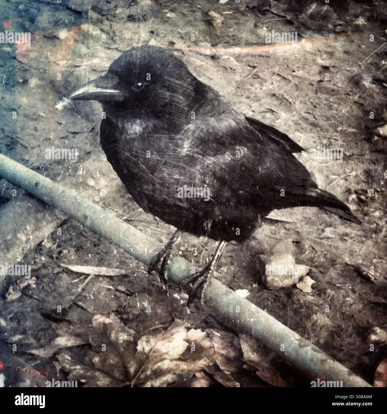 Appollaiati in linea d'aria. - Immagine stock catturata con smartphone