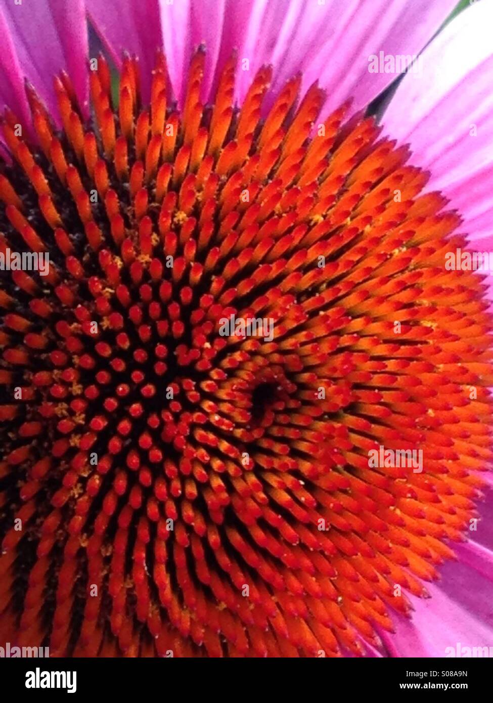 Close up di stami di colore arancione e rosa petalo di margherita Foto Stock