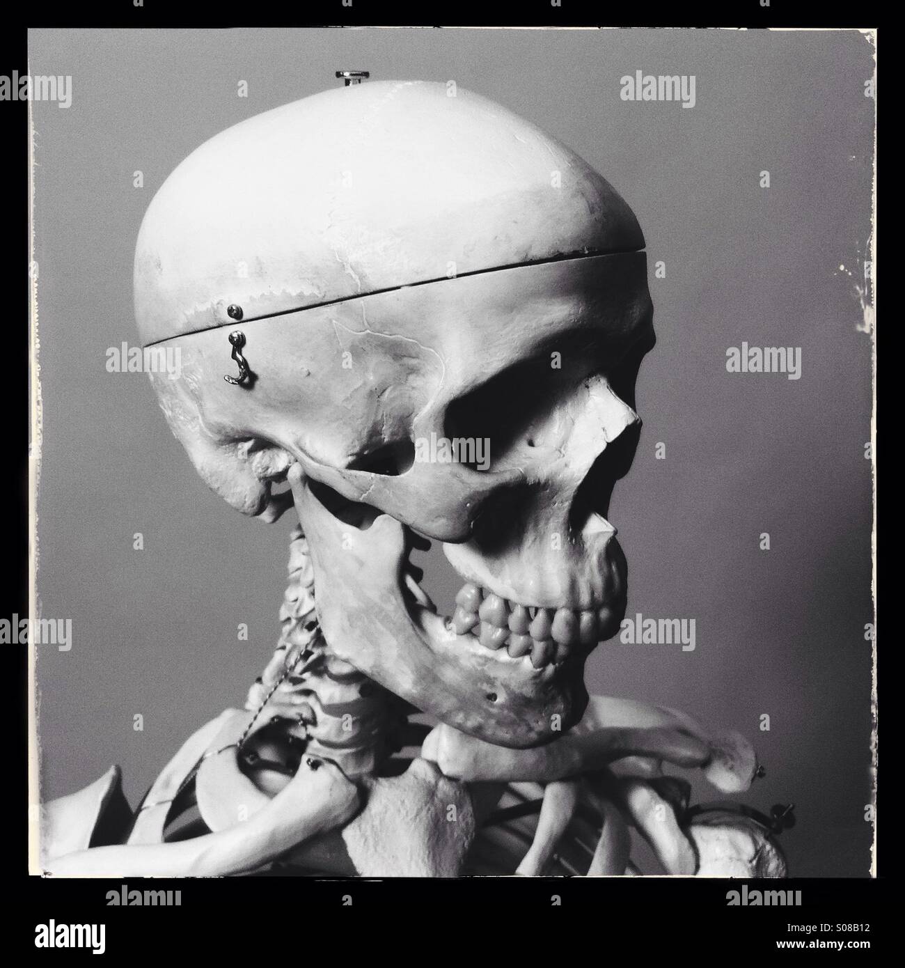 Ritratto di uno scheletro umano Foto Stock