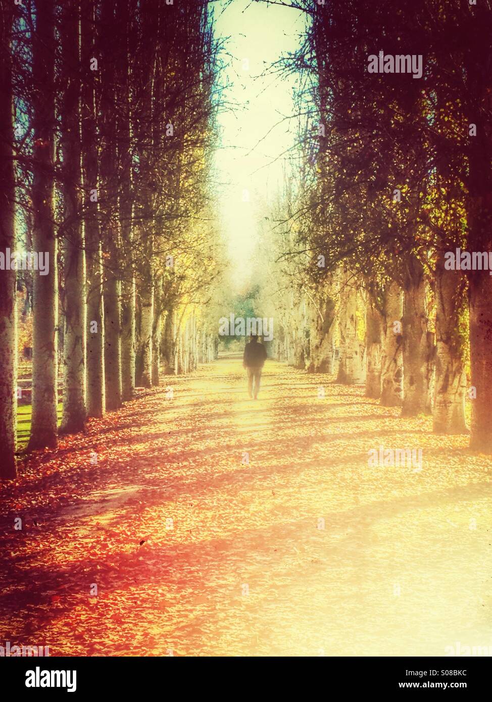 La figura a piedi attraverso un viale di alberi - Immagine stock catturata con smartphone