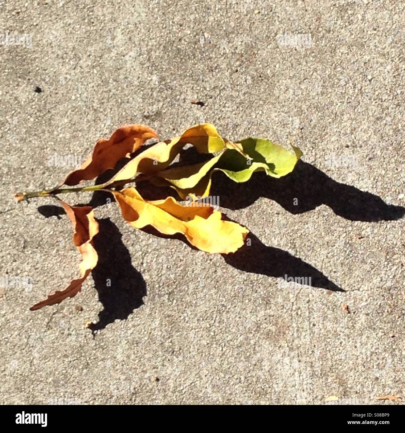 Caduto Foglie di autunno sul marciapiede Foto Stock