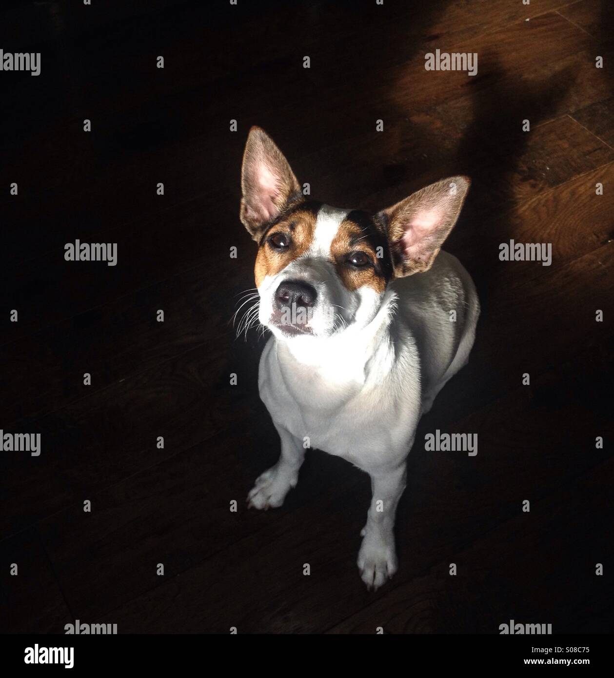 Tutti gli occhi e le orecchie. Daisy il giovane Jack Russell Terrier sta aspettando con impazienza il suo nuovo giocattolo per essere gettato per lei. - Immagine stock catturata con smartphone