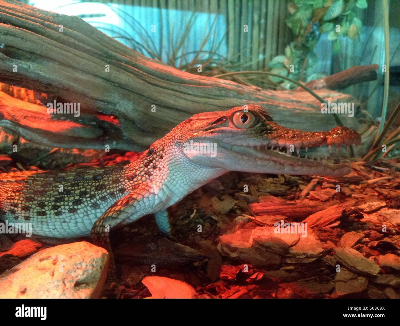 Gator bambino con un sorriso Foto Stock