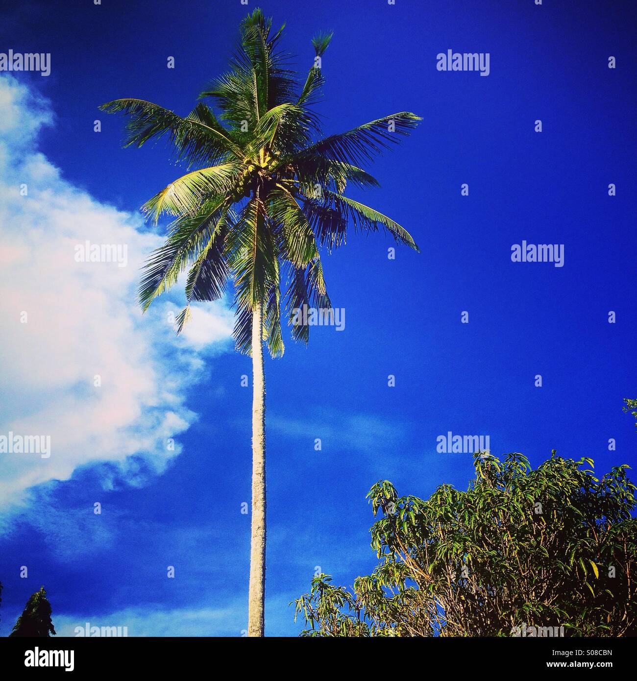 Coconut Palm tree e cielo blu con la nuvola bianca, Sri Lanka, Asia Foto Stock