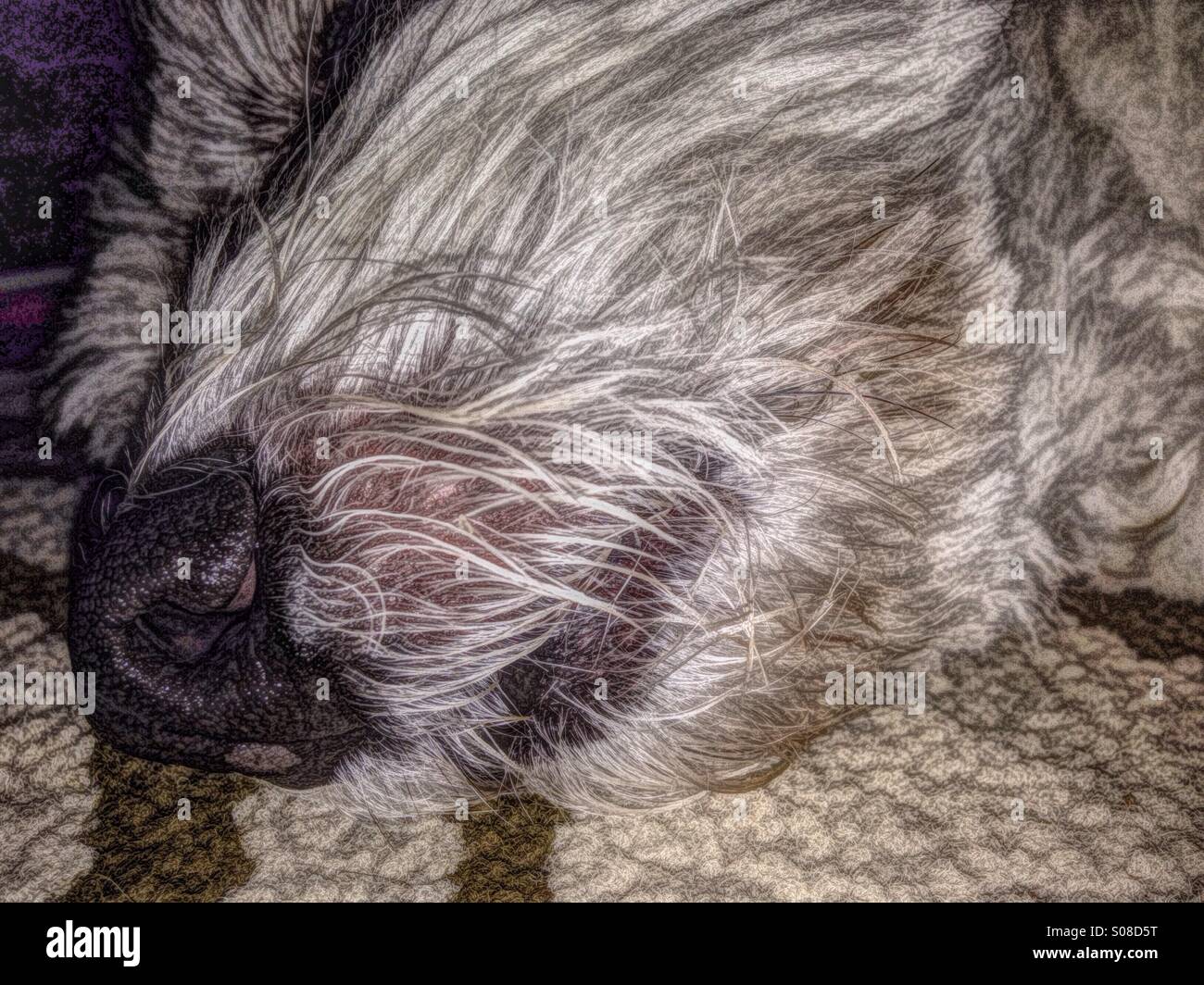 Sam, il cane, assopito in un magico sonno. - Immagine stock catturata con smartphone