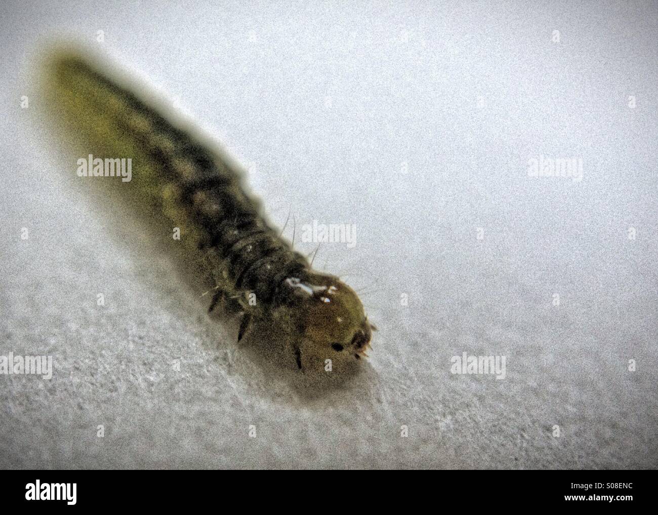 Caterpillar di piccole dimensioni - Immagine stock catturata con smartphone