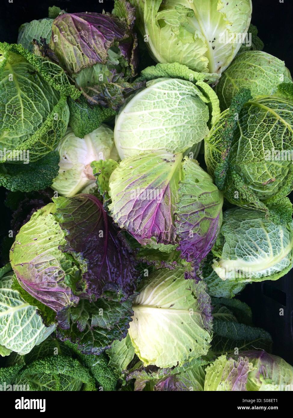 Vista aerea di cavoli cappucci essendo venduto a Londra mercato degli agricoltori Foto Stock