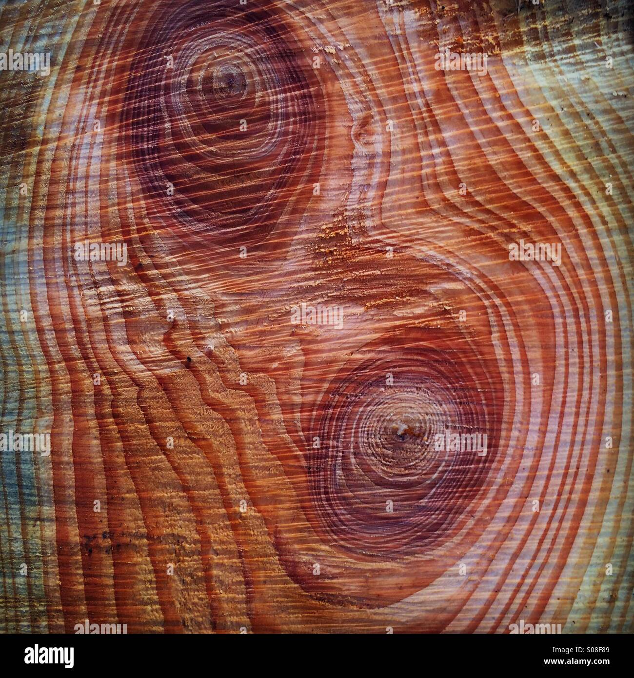 Modelli di legno tagliato nel ceppo di albero, Seattle, Washington, Stati Uniti d'America - Immagine stock catturata con smartphone