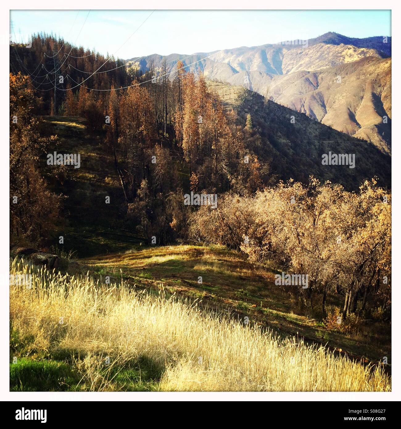 Colline sterili e alberi bruciati in California la Sierra Nevada causata dal 2013 Rim Fire. Stanislaus National Forest, Tuolumne County, California, Stati Uniti d'America Foto Stock