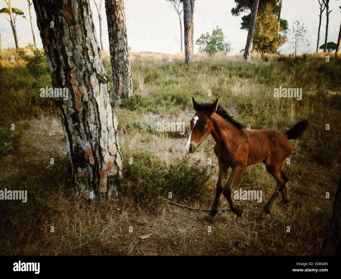 Pony in esecuzione nella foresta - Immagine stock catturata con smartphone