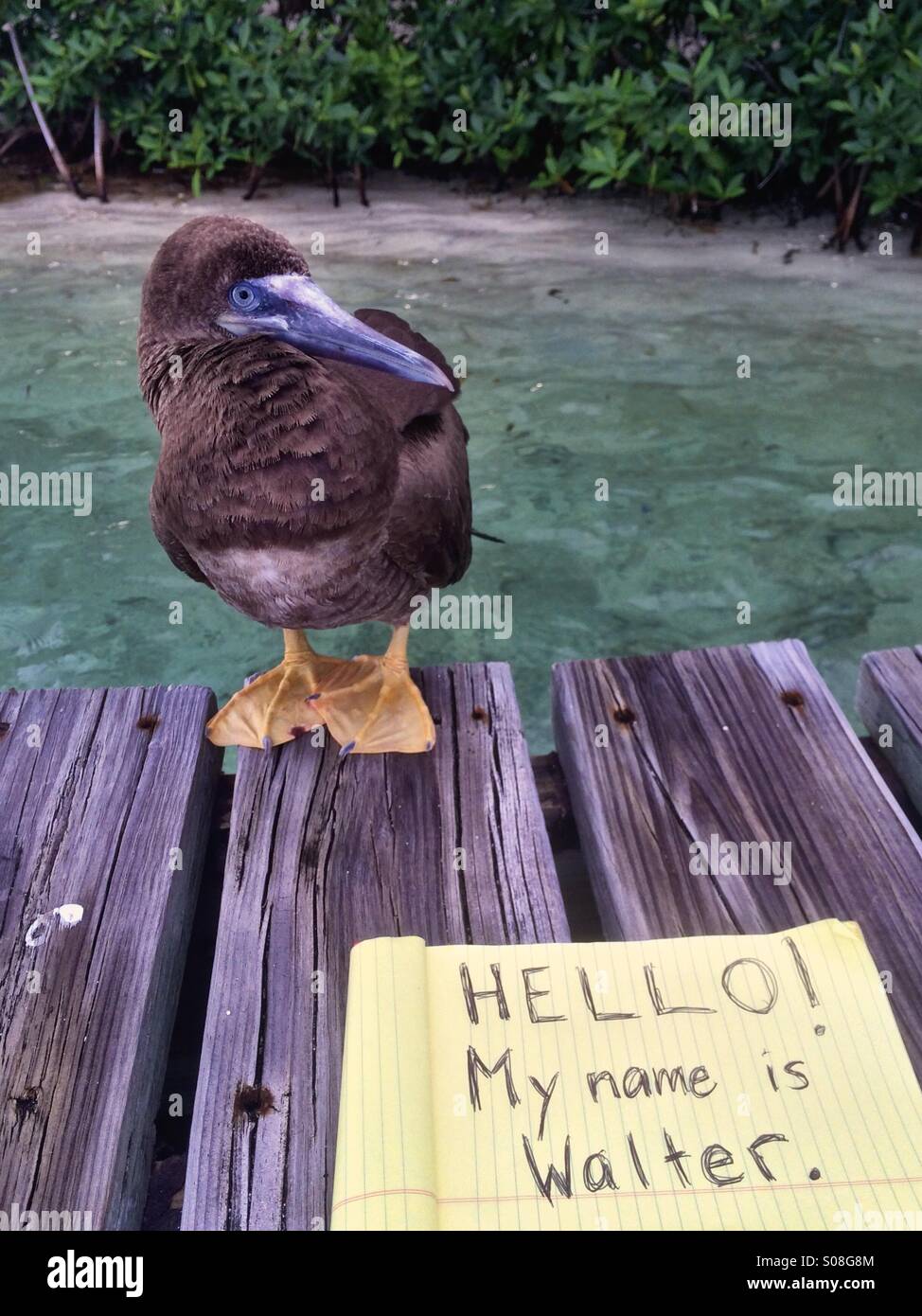 Walter, il mare bird Foto Stock