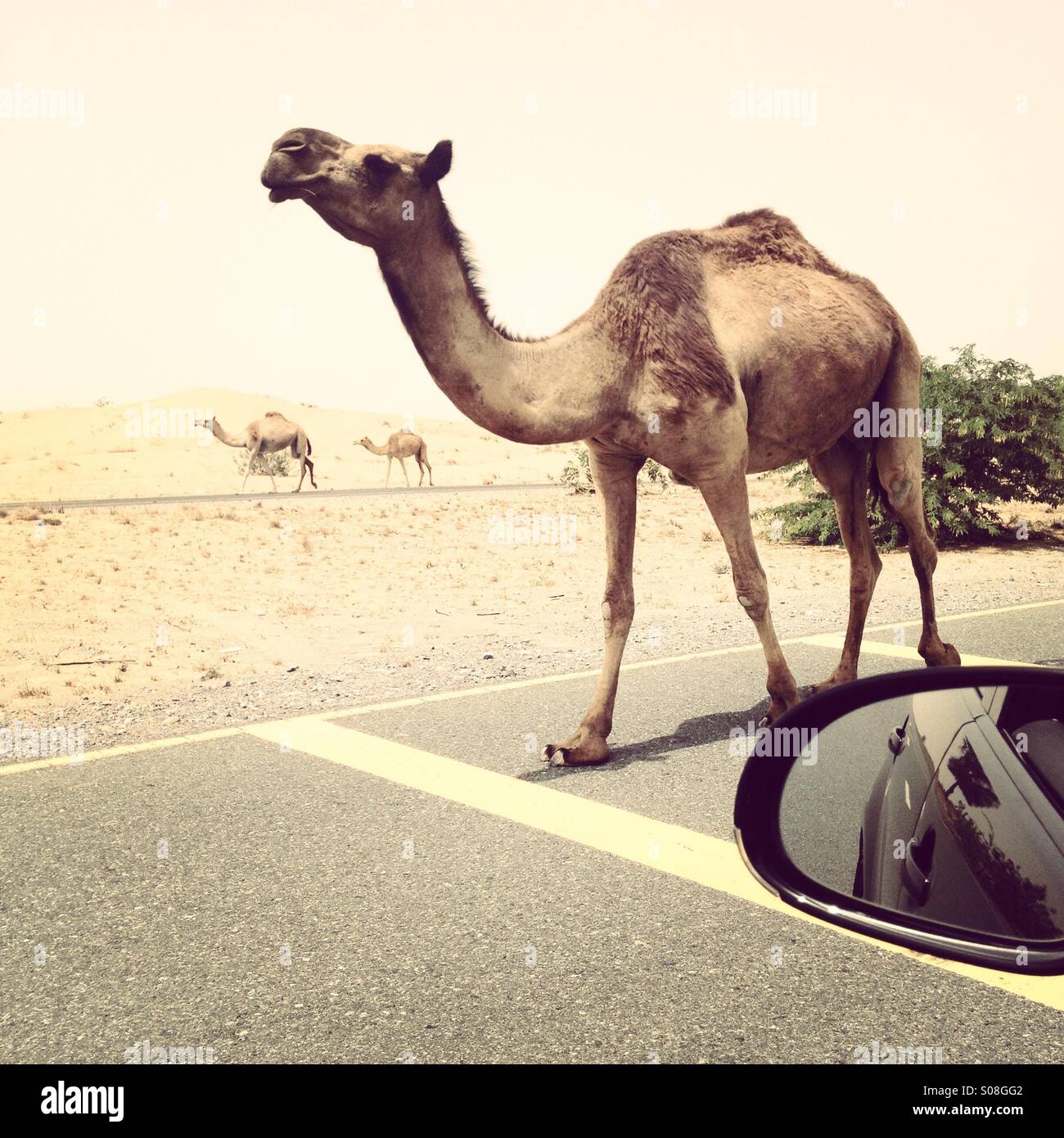 Camel a piedi la strada sbagliata verso il basso una strada nel deserto DEGLI EMIRATI ARABI UNITI Foto Stock