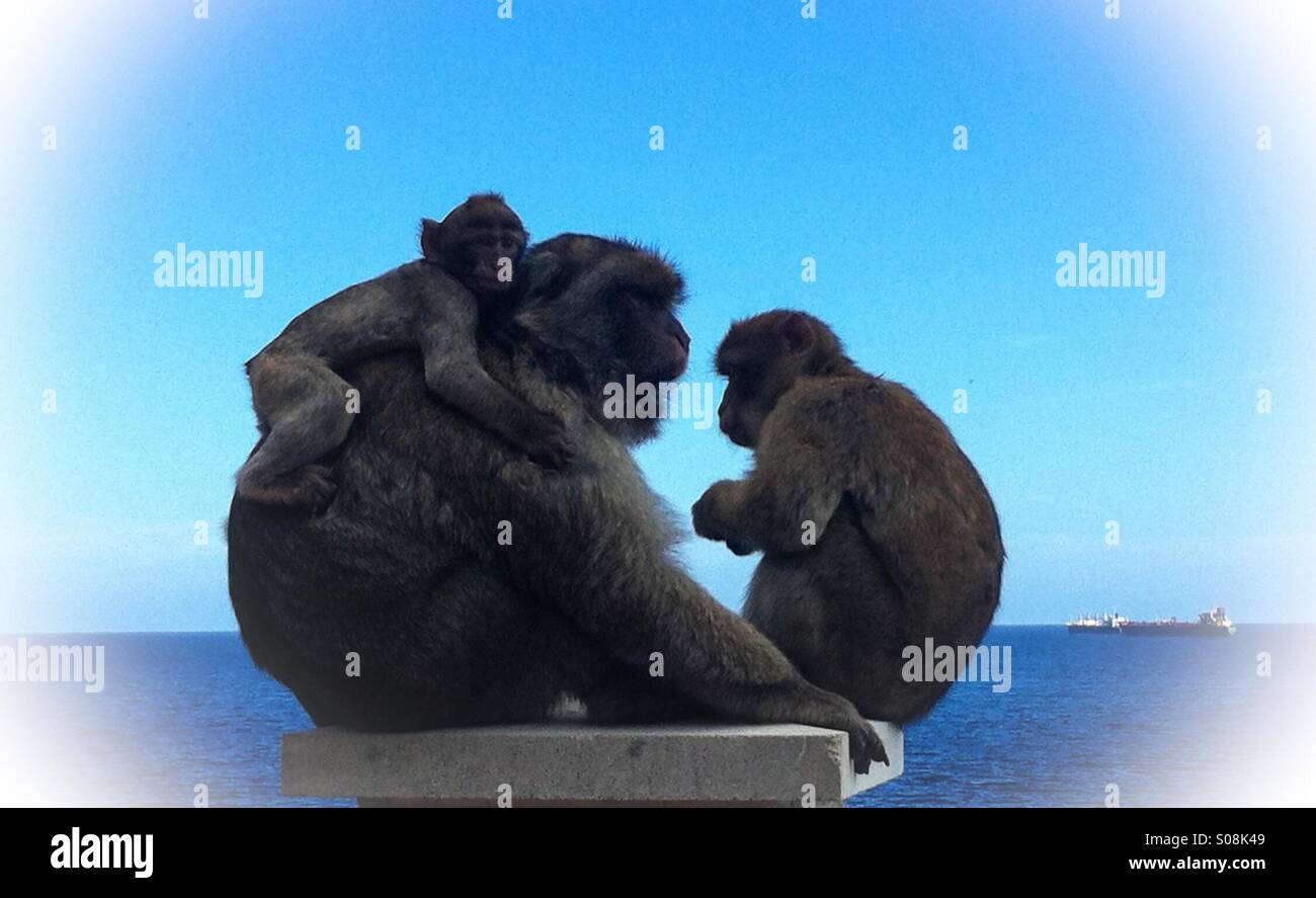 Scimmie dispettose Foto Stock