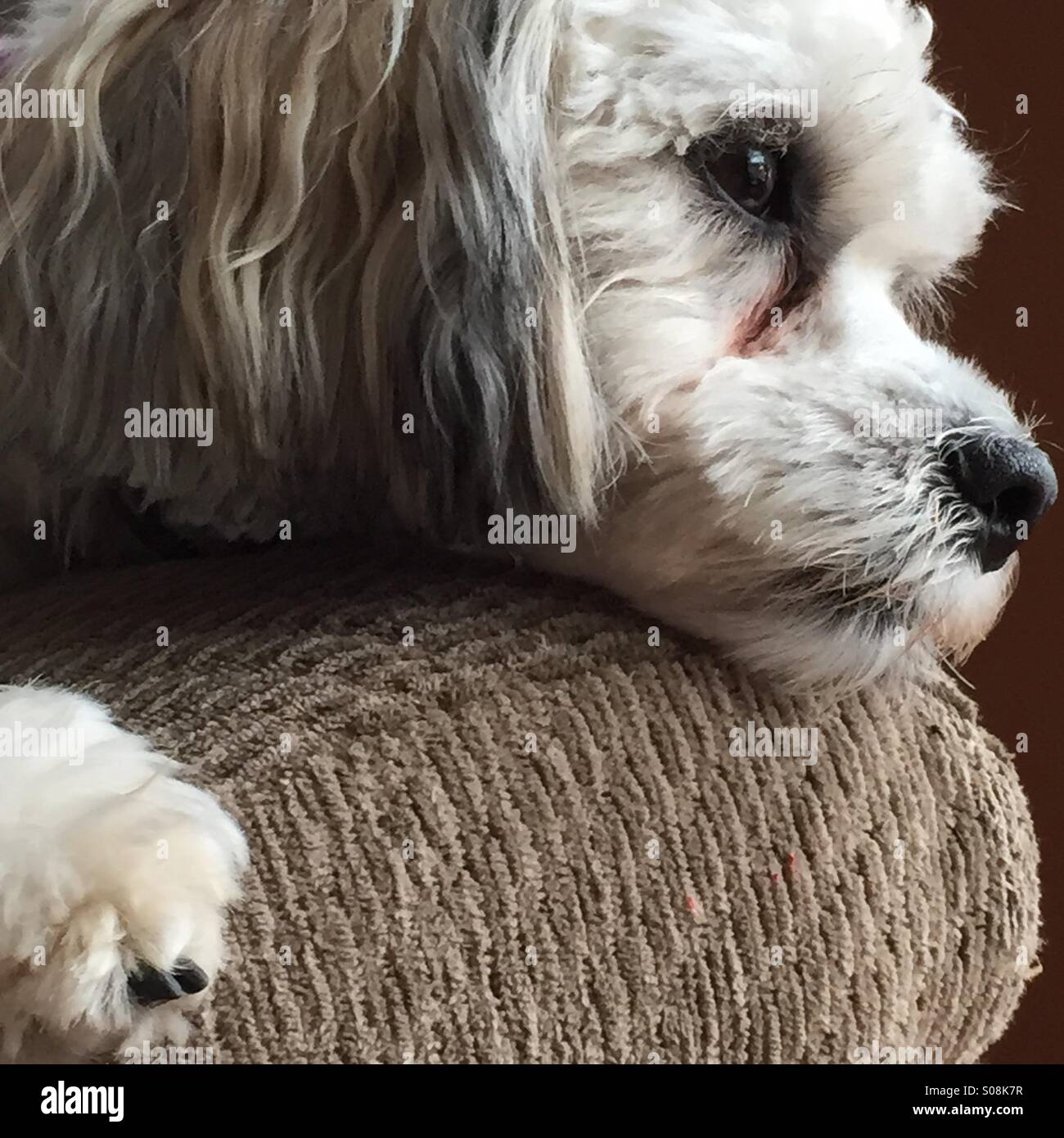 Shih Tzu-Bichon Frise razza cane in appoggio su un bracciolo del divano guardando sognante, Novembre 27, 2014 © Katharine Andriotis Foto Stock