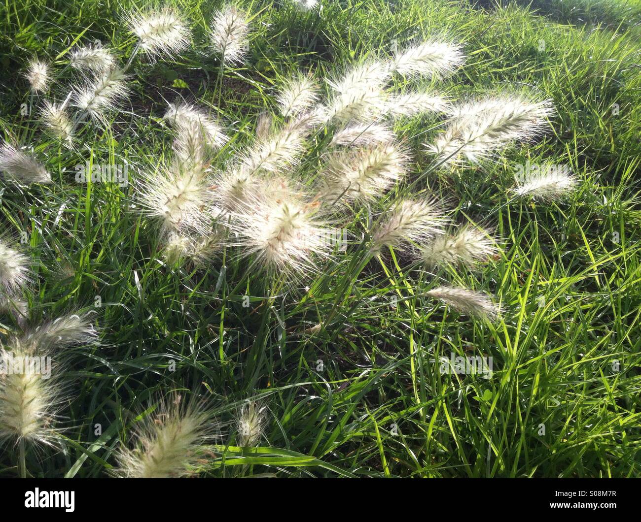 Fiori dell'erba Foto Stock