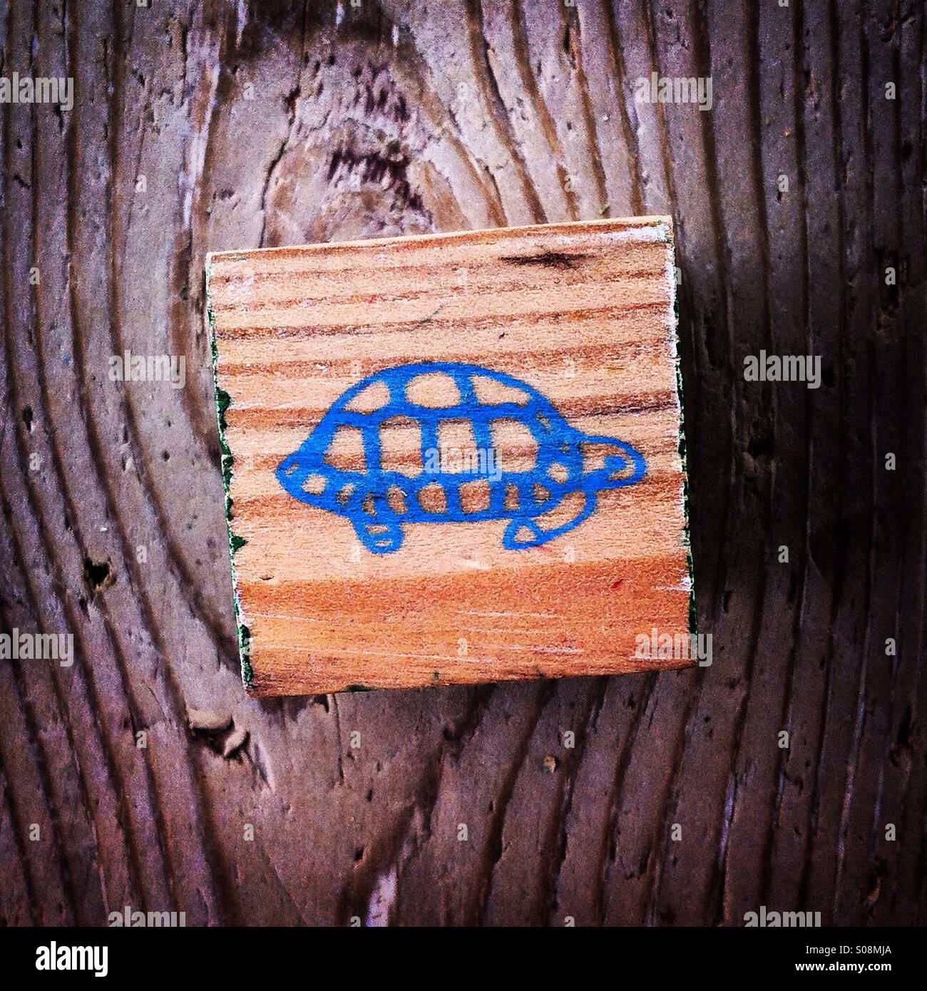 Tartaruga blu - Immagine stock catturata con smartphone