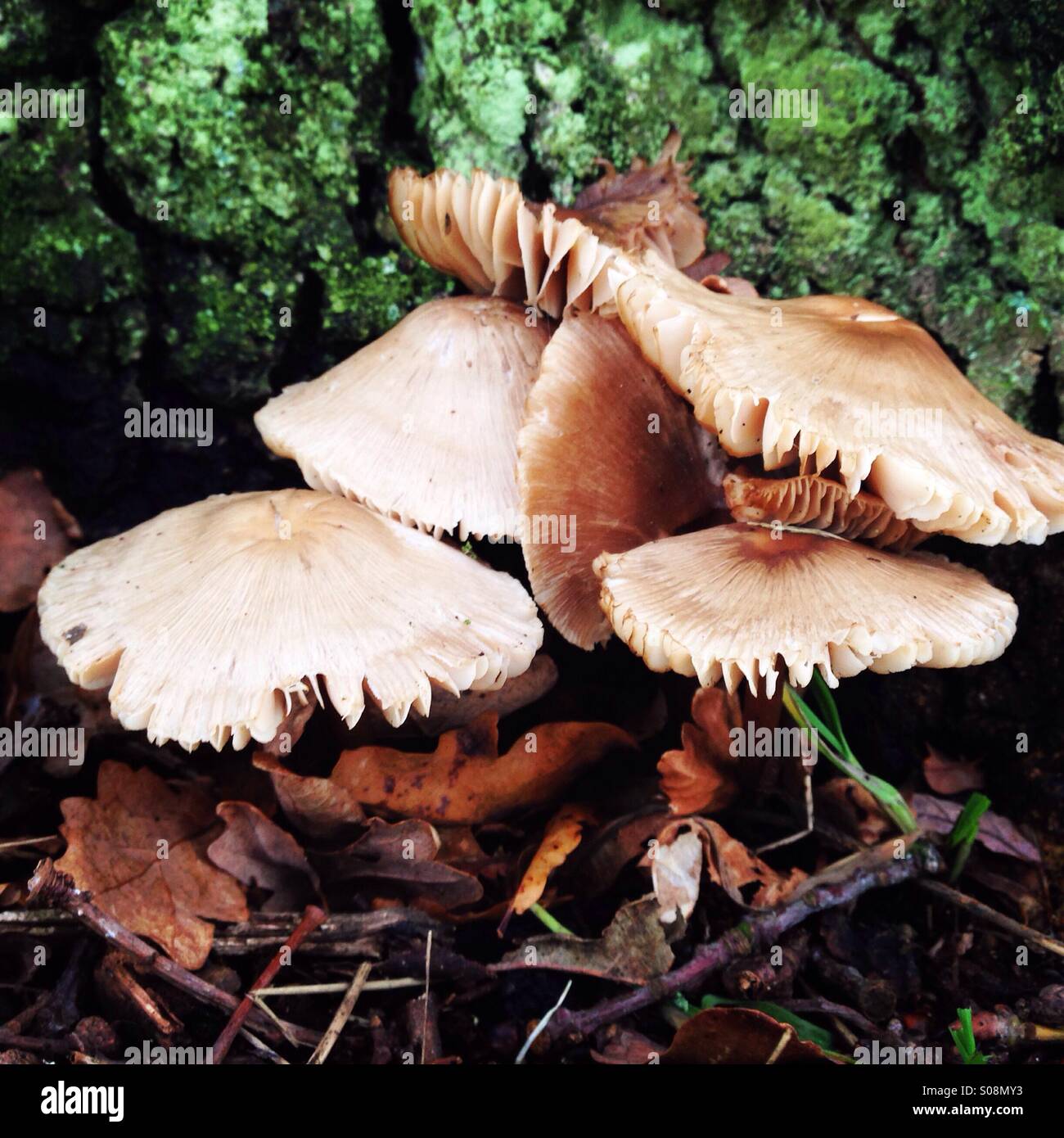 I funghi selvatici crescente alla base di un inglese di quercia. Foto Stock