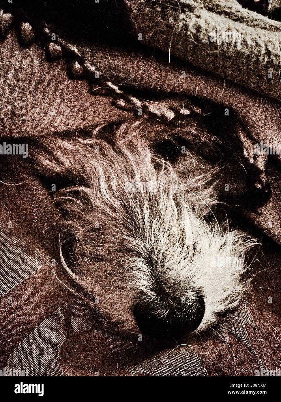 Cane dorme sotto il coperchio con il muso inserimenti fuori Foto Stock