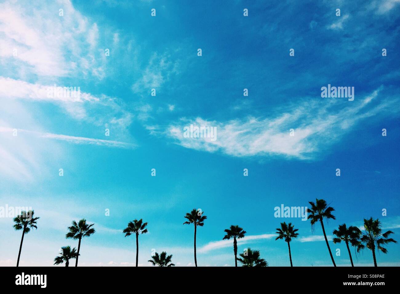 Una fila di alberi di palma e le nuvole. Manhattan Beach, California USA. Foto Stock