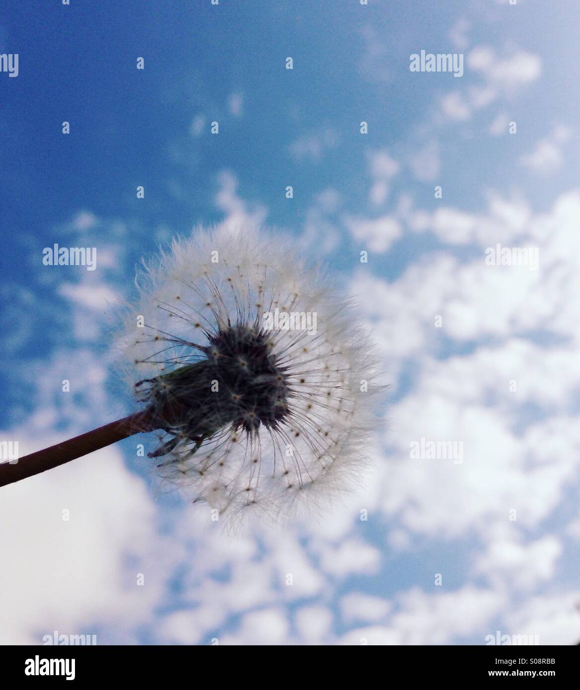 Tarassaco e nuvoloso cielo sereno nel retro. Foto Stock