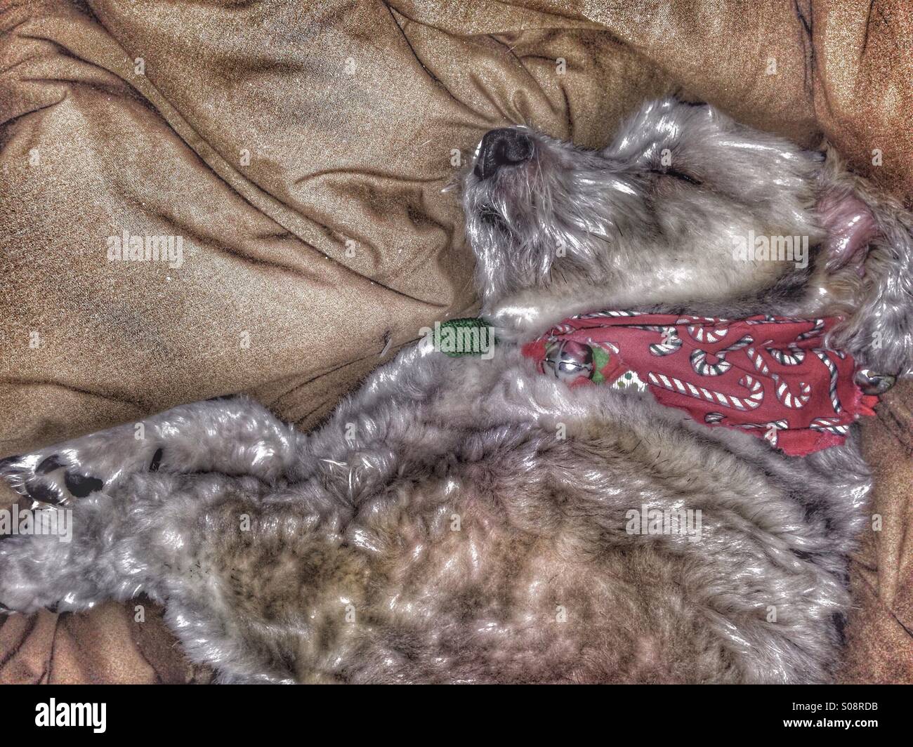 Un cane può gestire solo tanto divertimento per le vacanze. Foto Stock