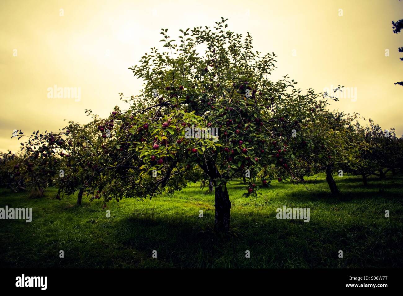 Un albero di mele in un frutteto in Quebec Foto Stock