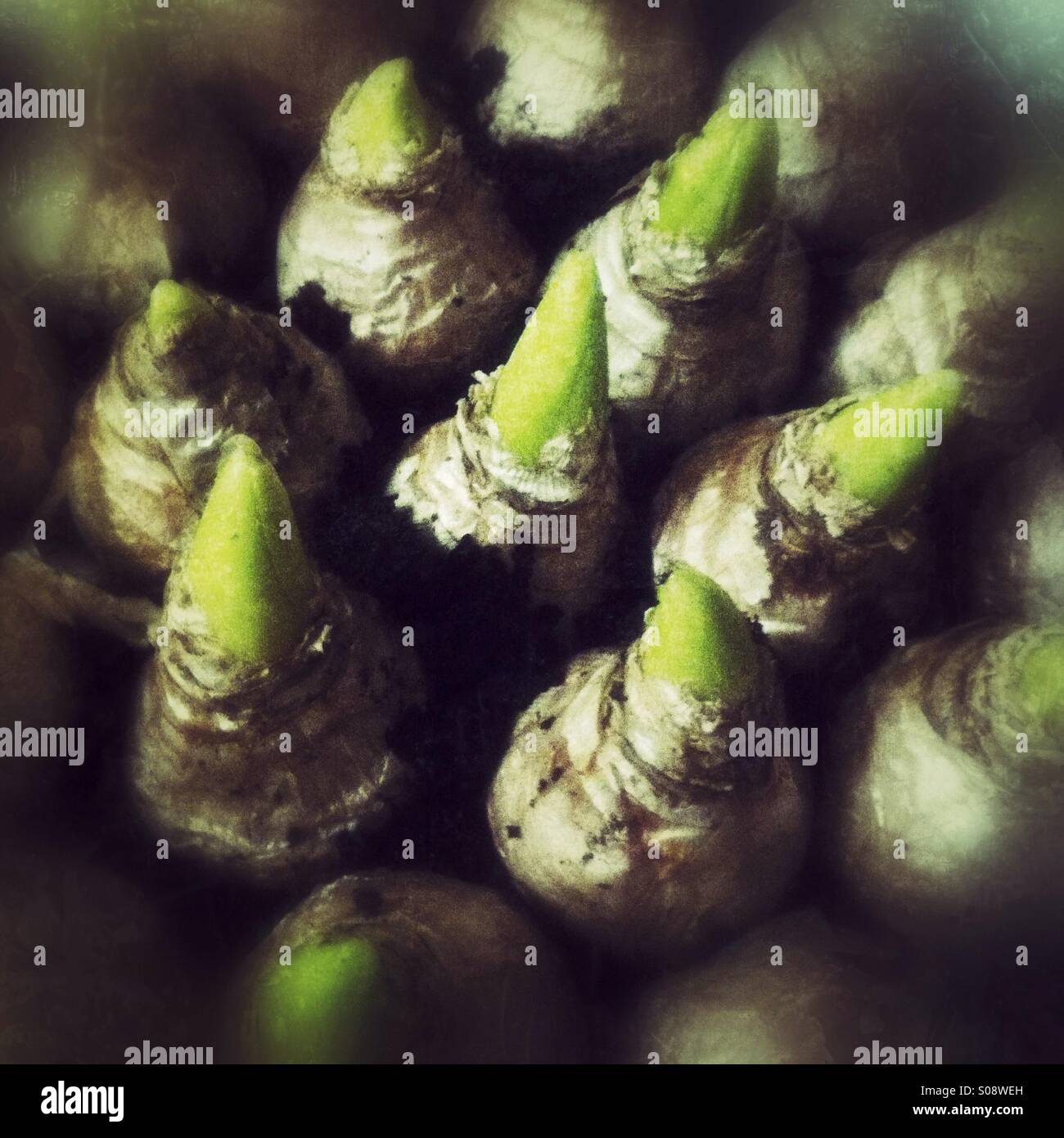 Piantate Bulbi di giacinto Foto Stock